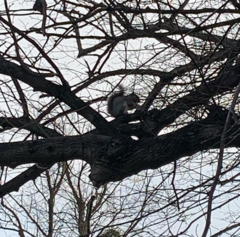 Oisin's squirrel.PNG