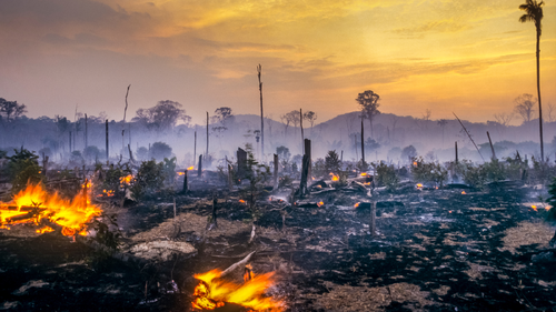 fire deforest palm - canva